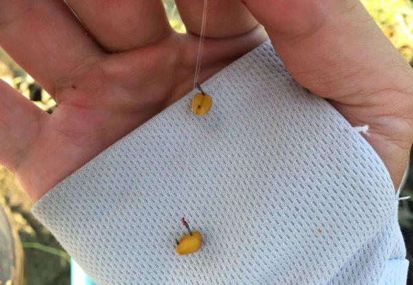 夏天钓鱼用什么味型的饵料