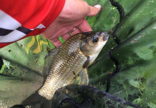 夏天钓鱼用什么味型的饵料