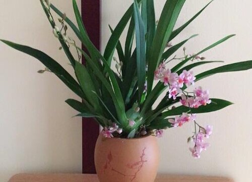 兰花浇水有哪些讲究