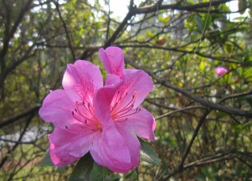 毛鹃扦插培育快速生根方法