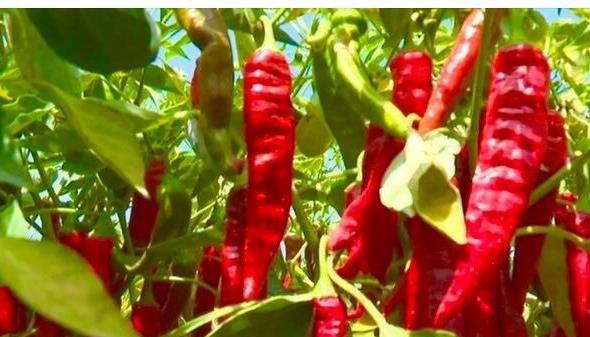 辣椒苗移栽多久可以施肥