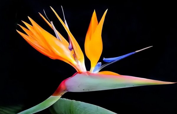 天堂鸟叶子发黄焦边干枯是怎么回事