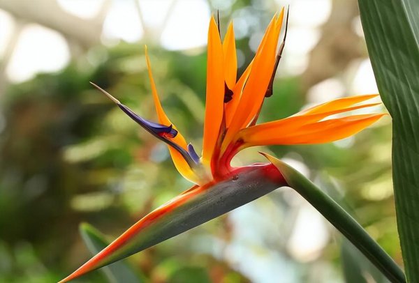 天堂鸟叶子发黄焦边干枯是怎么回事