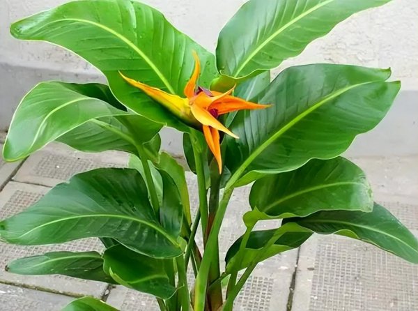 天堂鸟叶子发黄焦边干枯是怎么回事