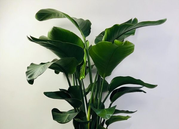 天堂鸟叶子发黄焦边干枯是怎么回事