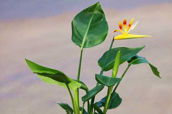 天堂鸟叶子发黄焦边干枯是怎么回事