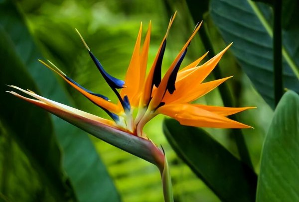 天堂鸟叶子发黄焦边干枯是怎么回事