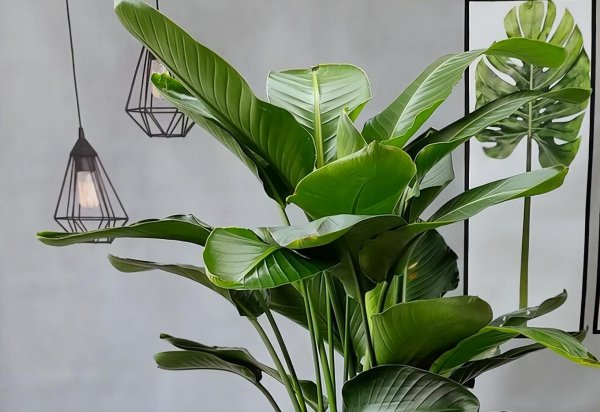 天堂鸟叶子发黄焦边干枯是怎么回事