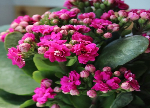 如何养护长寿花才能够开花更艳