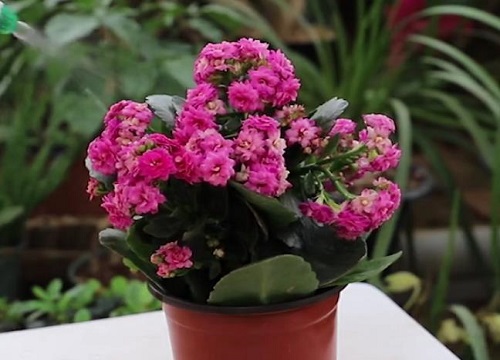 如何养护长寿花才能够开花更艳