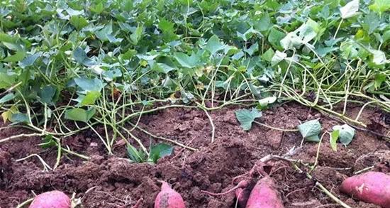 自家种红薯不用肥料可以吗