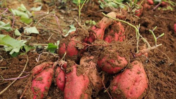 自家种红薯不用肥料可以吗