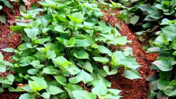 自家种红薯不用肥料可以吗