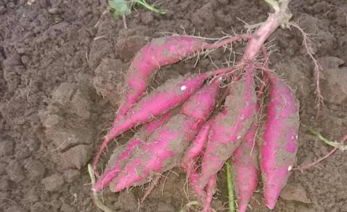 自家种红薯不用肥料可以吗