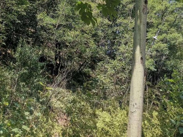 梧桐树的特点是什么