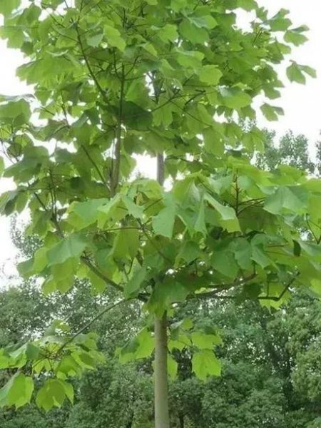 梧桐树的特点是什么