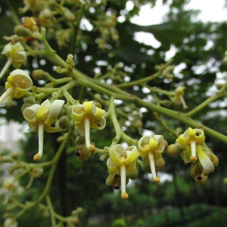 梧桐树的特点是什么