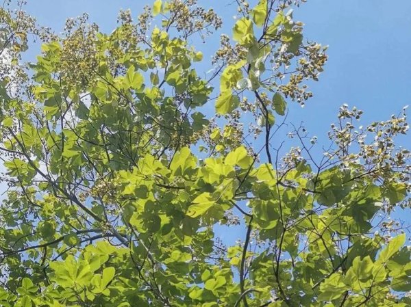 梧桐树的特点是什么