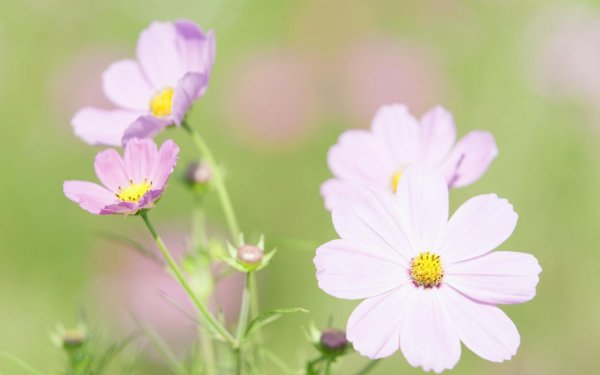 双鱼座反感你的表现有哪些