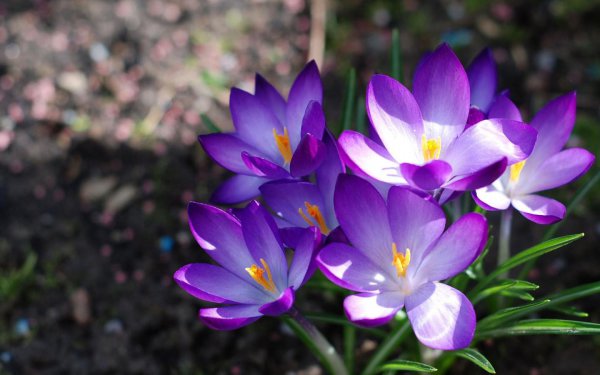 双鱼座反感你的表现有哪些