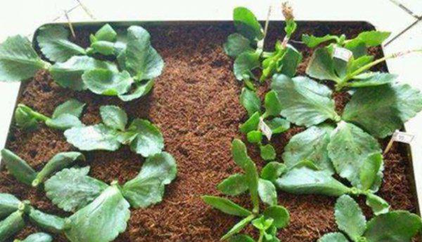 怎么扦插长寿花容易活