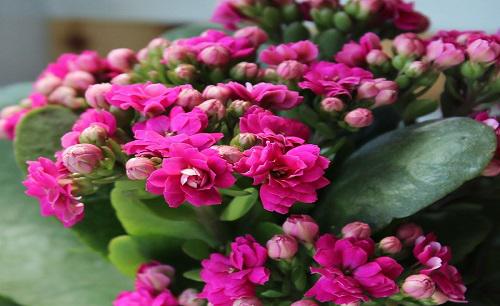 怎么扦插长寿花容易活