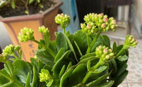 怎么扦插长寿花容易活