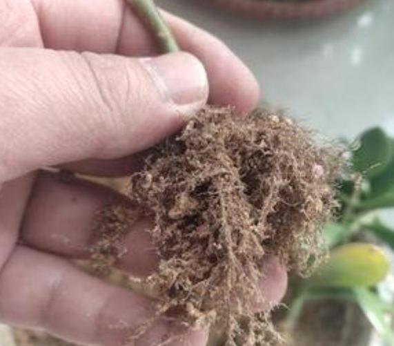 怎么扦插长寿花容易活