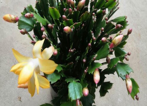 买回来的蟹爪兰叶片发软如何处理