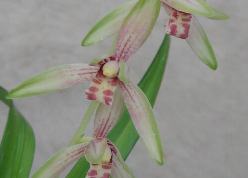 立秋后养护兰花不能踩的雷区