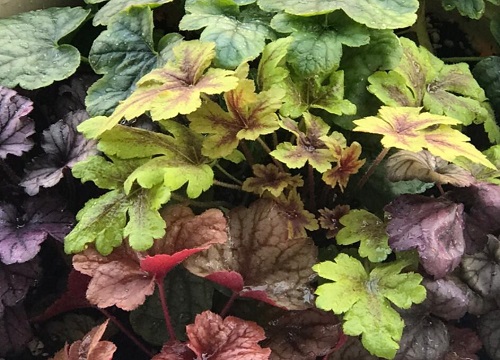 矾根喜欢高盆还是矮盆