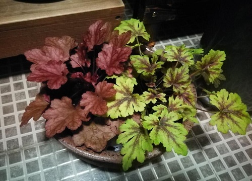 矾根喜欢高盆还是矮盆