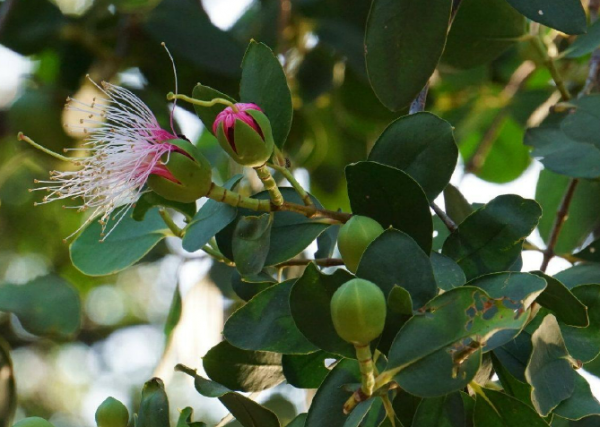 海桑果实怎么吃