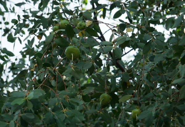 海桑果实怎么吃