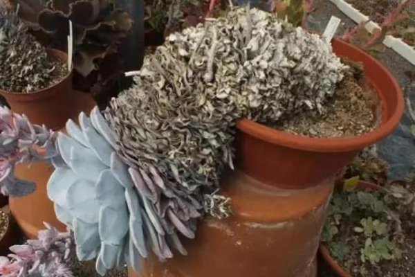 多肉底下叶子枯萎了需要摘掉吗