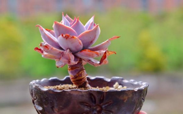 多肉底下叶子枯萎了需要摘掉吗