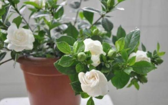 新买栀子花叶子发黑都掉了怎么办