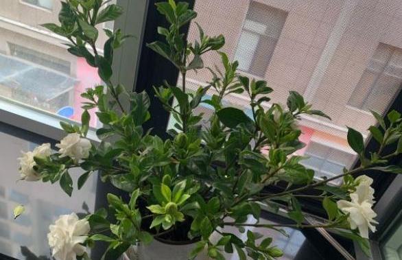 新买栀子花叶子发黑都掉了怎么办