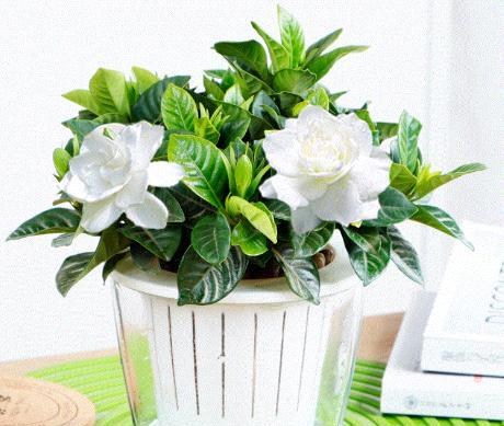 新买栀子花叶子发黑都掉了怎么办