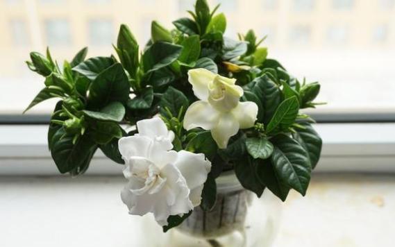 新买栀子花叶子发黑都掉了怎么办