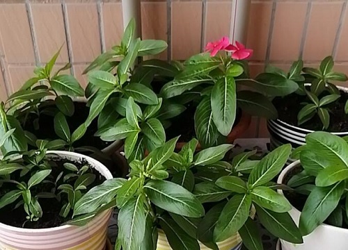 日日春花期是什么时候