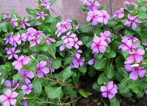 日日春花期是什么时候