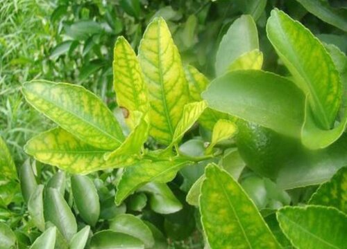 桔子病虫害防治方法与技术