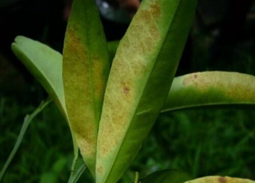 桔子病虫害防治方法与技术