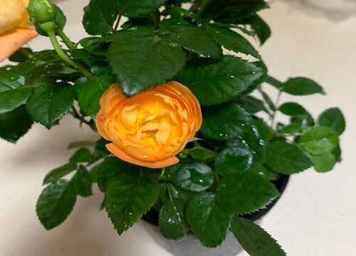 玫瑰花的寓意和象征