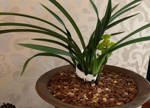 兰花弱苗怎样养才能出壮芽