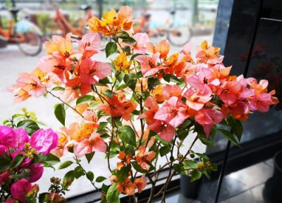 三角梅冬天落叶吗怎样管理 三角梅冬天落叶怎么回事