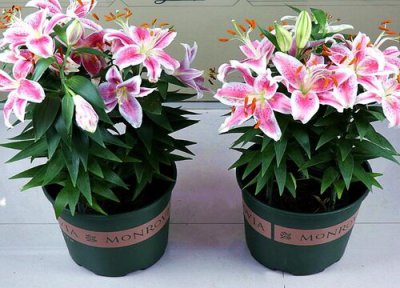 盆栽百合花开败后怎么养护 开花后怎么处理明年开花