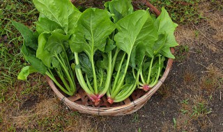 菠菜什么时间种植 菠菜几月份种
