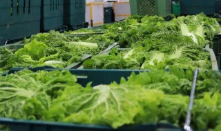 超市蔬菜晚上如何保鲜储存 超市蔬菜晚上如怎样鲜储存